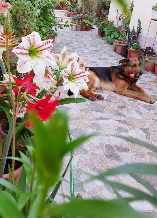 Vila Kodra Tiranë Ngoại thất bức ảnh